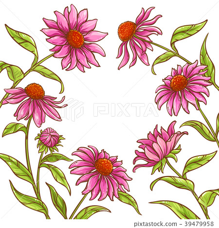 echinace purpurea vector frame 39479958