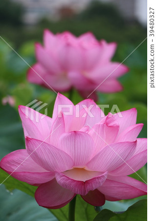 Lotus Flower, Shinobazu Pond 39480327