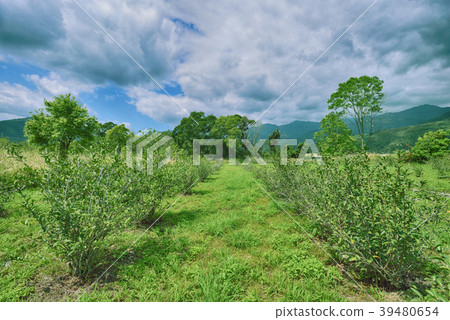 Green tea garden Green tea garden 39480654