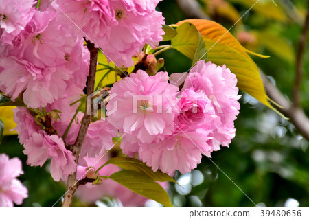 Double cherry blossoms in full bloom Double cherry blossoms in full bloom 39480656