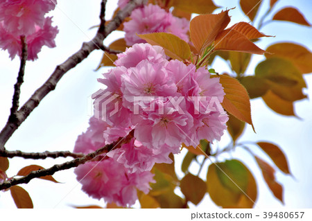 Double cherry blossoms in full bloom 39480657