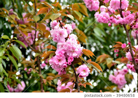 Double cherry blossoms in full bloom Double cherry blossoms in full bloom 39480658