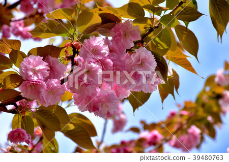 Double cherry blossoms in full bloom 39480763