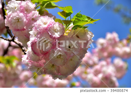 Double cherry blossoms in full bloom 39480874
