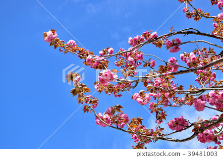 盛開的雙櫻花 盛開的雙櫻花 39481003