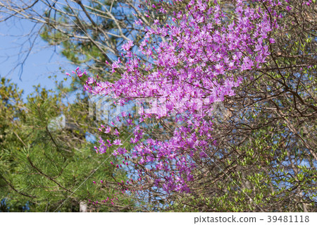 Mitsuba Azalea Mitsuba Azalea 39481118