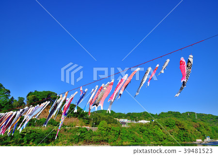 A streamer swimming in the blue sky of Sagami River 39481523
