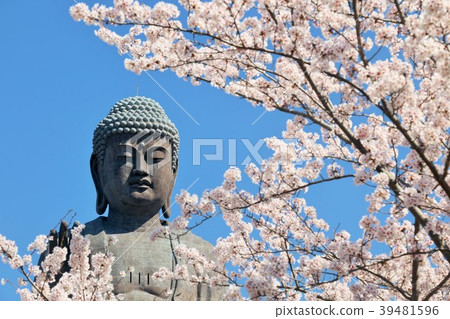 盛開的櫻花和Ushiku Daibutsu 39481596