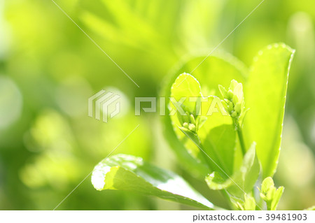 Sprout 39481903
