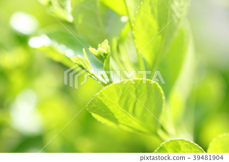 Sprout 39481904