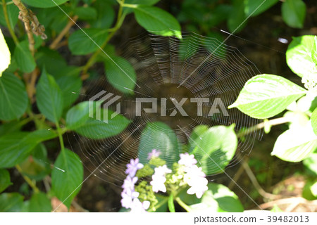 Spider web Spider web 39482013