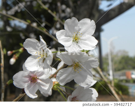 大島Zakurano花盛開 39482717