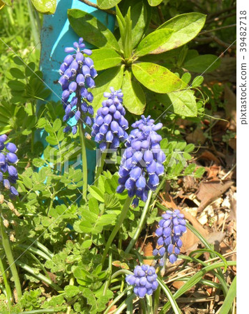 穆斯卡里的藍色花朵像開始顛倒葡萄一樣 39482718