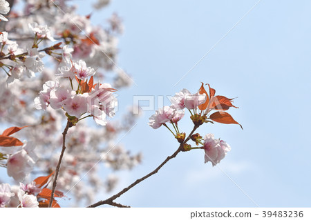 櫻花 櫻花 39483236