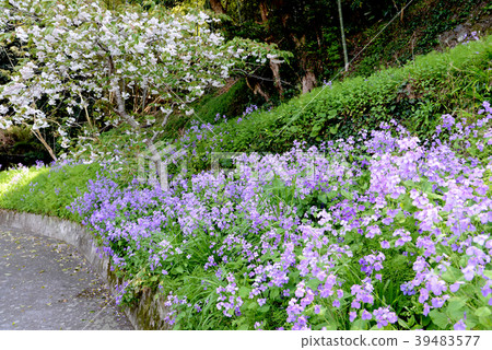 Daikonana和櫻桃樹 39483577