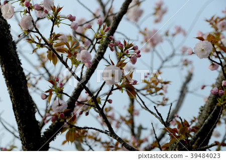 春天的顏色 39484023