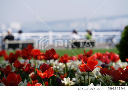 One spring day, tulip field 39484194