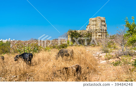 Herd of Cows at Adbhutanatha Temple at Chittorgarh 39484248