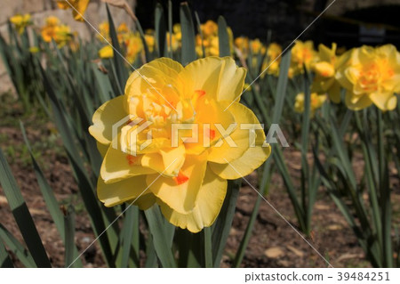 Yaakisaki Narcissus Yaakisaki Narcissus 39484251