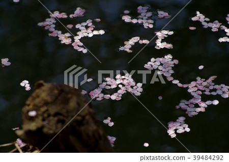 Flower Bleeding date to the petals of the cherry blossoms floating on the water b-1 Bokeh of a pile on the shore 39484292