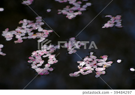 Flowering sun to the petals of the cherry blossoms floating on the water surface 39484297