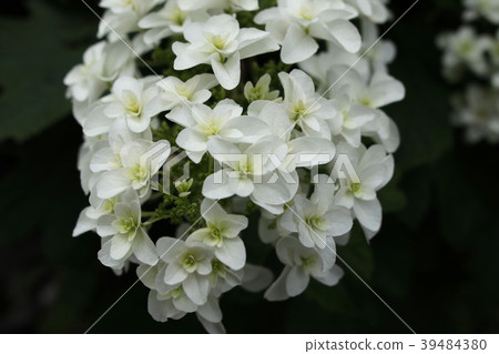 Kashiwaba繡球花 Kashiwaba繡球花 39484380