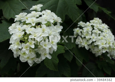 Kashiwaba hydrangea Kashiwaba hydrangea 39484382