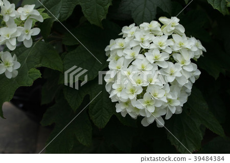 Kashiwaba hydrangea Kashiwaba hydrangea 39484384