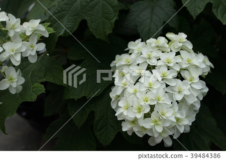 Kashiwaba繡球花 39484386
