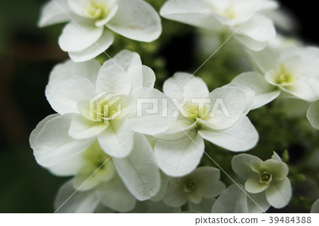 Kashiwaba繡球花 Kashiwaba繡球花 39484388