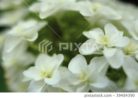 Kashiwaba繡球花 39484390