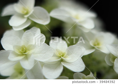 Kashiwaba繡球花 Kashiwaba繡球花 39484392