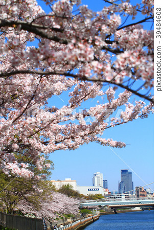 櫻花盛開的名古屋市 39484608