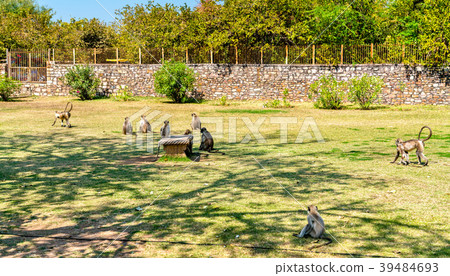 Gray langur monkeys at Chittorgarh Fort - 39484693