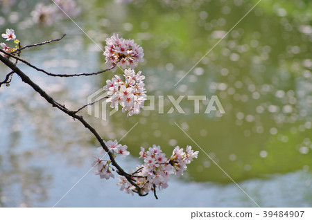 Cherry blossoms on the surface of the cherry blossoms in full bloom-beginning to scatter 39484907