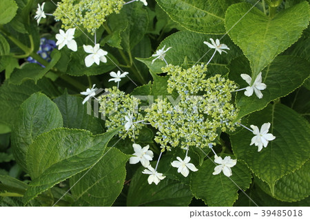 hydrangea hydrangea 39485018