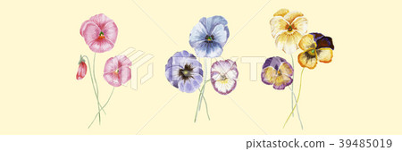 Watercolor vector pansy flowers 39485019