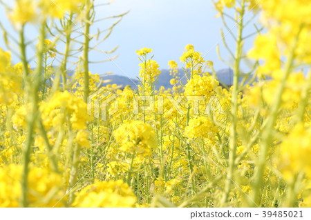 From the rape field 39485021