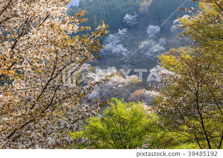 吉野山 39485192