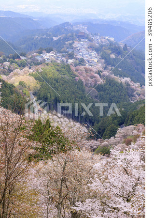 吉野山 39485206