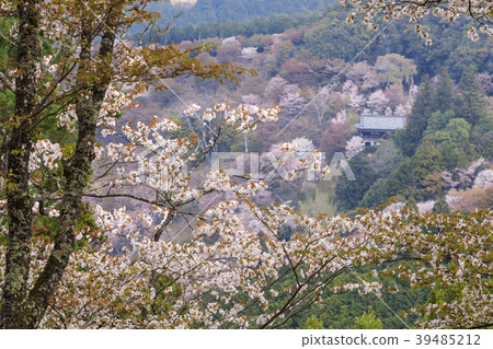 吉野山 39485212