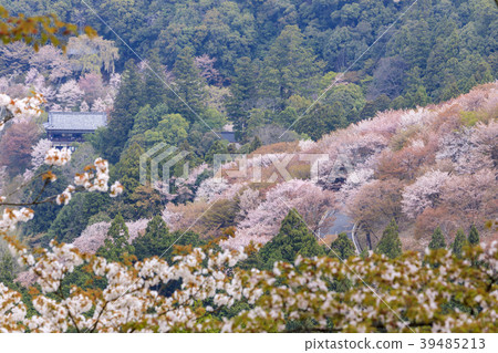 吉野山 39485213
