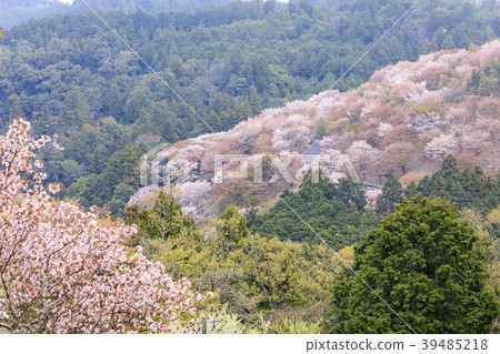 吉野山 39485218