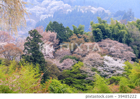 吉野山 39485222