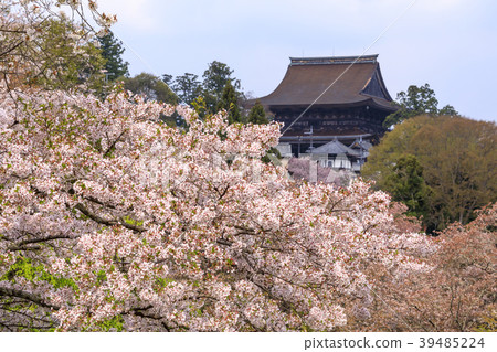 吉野山 39485224