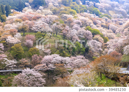 吉野山 39485230