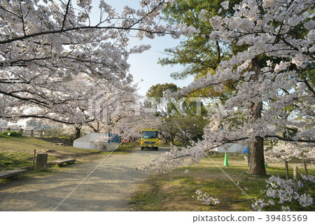 夜櫻花過後 夜櫻花過後 39485569