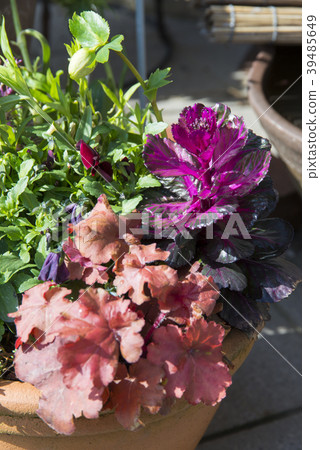 種植盆栽 39485649