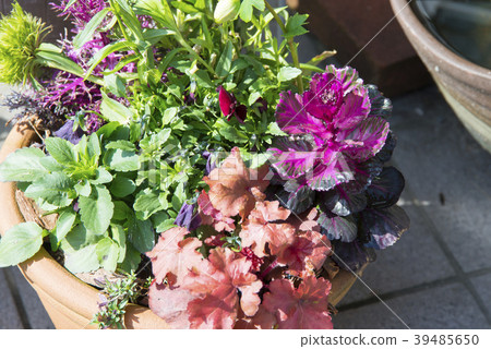 種植盆栽 39485650