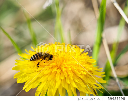 蒲公英和蜜蜂 39485696